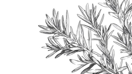 Detailed sketch of a botanical sprig against a plain background.