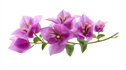 Obraz premium Closeup of a stunning arrangement of vibrant pink and purple bougainvillea flowers showcasing their delicate petals and intricate patterns against a plain background