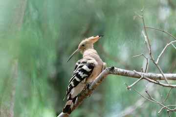 hoopoe cleaning his/her body
