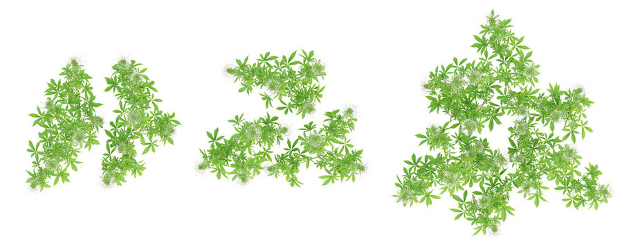 Top view 3d plant of Cleome spinosa on transparent background, png illustration