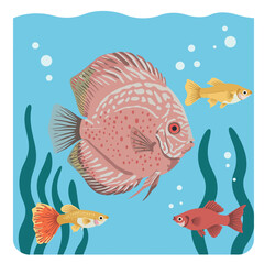 Naklejka premium Colorful aquarium fish with discus and small tropical fish swimming in blue water vector illustration 