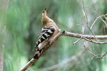 Common Hoopoe