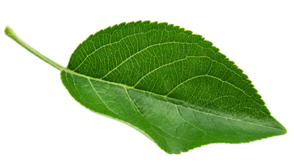 green leaf on white background