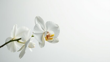 Delicate white orchid blossom against pure white backdrop, background, blossom, texture