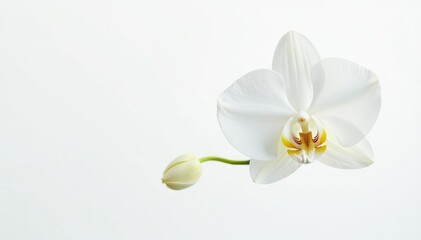 Fototapeta premium Delicate white orchid blossom, pristine petals against pure white backdrop, isolated, plant