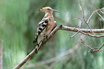 hoopoe cleaning his/her body © Bhutan Japan Nature
