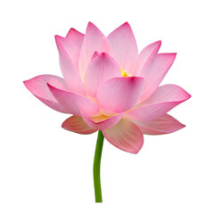 Pink Lotus Flower Blooming