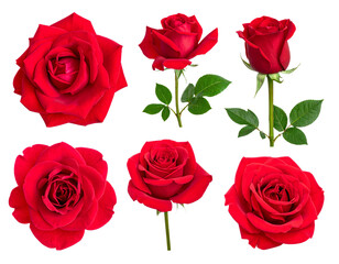 Obraz premium Six Beautiful Red Roses Blooming with Green Leaves on a Dark Background