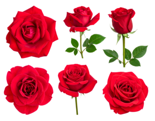 Six Beautiful Red Roses Blooming with Green Leaves on a Dark Background