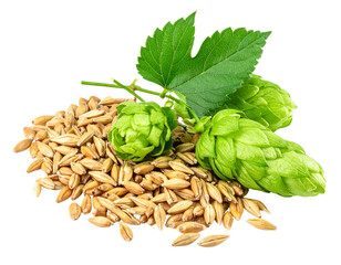 Fresh Hop Cones and Barley Grains for Brewing Beer Ingredients