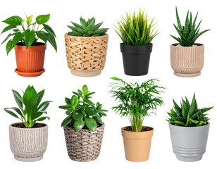 Fototapeta premium herbs in pots isolated