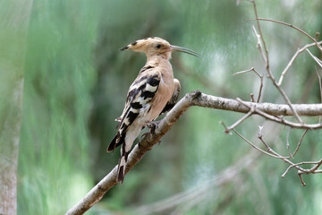 hoopoe cleaning his/her body © Bhutan Japan Nature