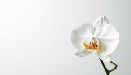 Delicate white orchid blossom on pure white backdrop, photography, nature, pure