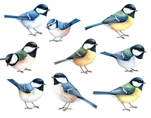 Fototapeta premium collection of birds