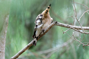 hoopoe cleaning his/her body © Bhutan Japan Nature