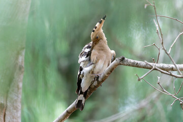 hoopoe cleaning his/her body © Bhutan Japan Nature
