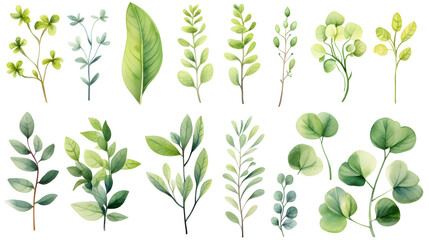 Professional photo of fresh green leaves and succulents isolated on white background