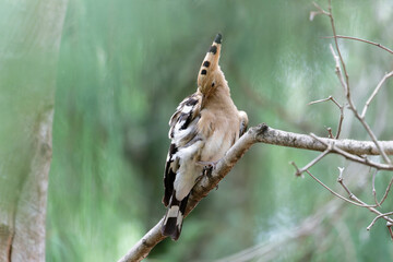 hoopoe cleaning his/her body