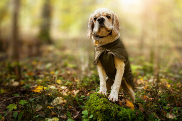 Golden purebred American cocker spaniel in autumn park. Elegant and well-groomed dog, among...