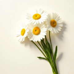 Obraz premium daisies on a white background