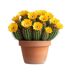 A Tiny Potted Cactus with Bright Yellow Blooms Isolated on Transparent Background