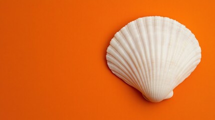 A single white seashell is displayed on a vibrant orange background.