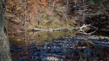 A fallen tree laying in a stream in the woods.