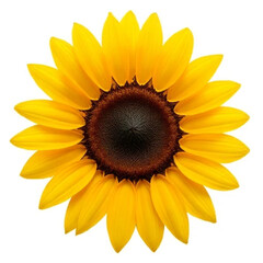 Obraz premium sunflower on white background