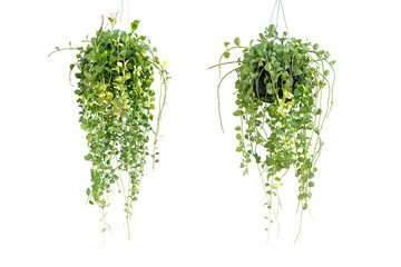 Collection of 2 Dischidia planted in a black pot. isolated on white background.	