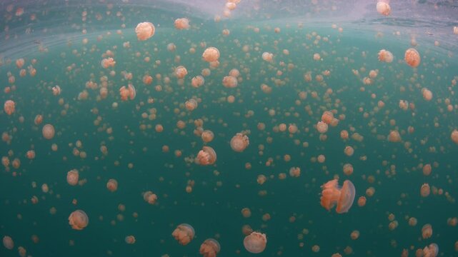 Golden jellyfish, Mastigias sp., fill a marine lake in Misool, Raja Ampat. These jellyfish, which barely sting, have recently evolved to the particular chemistry and light radiance in the lake.