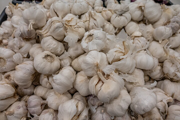Pile of Organic fresh white garlic on display