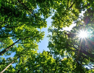 Fototapeta premium Sunlight Through Lush Green Forest Canopy