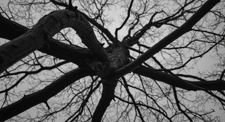 A low angle view of bare winter branches.