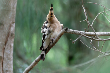 Common hoopoe on the branch © Bhutan Japan Nature