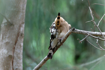 Common hoopoe on the branch © Bhutan Japan Nature