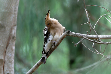Common hoopoe on the branch © Bhutan Japan Nature