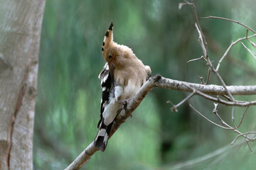 Common hoopoe on the branch © Bhutan Japan Nature