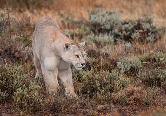 Fotobehang Poema Puma  © Sergio