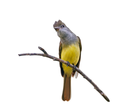 Great crested flycatcher (Myiarchus crinitus) isolated on transparent background. PNG asset clipped from my original photo and carefully isolated for use in your graphic projects