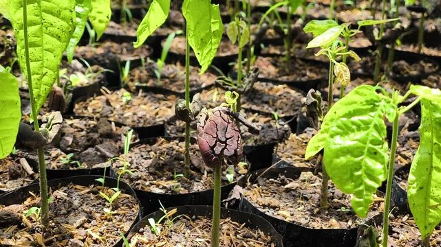 Germinating cocoa plant seeds, Cocoa trees grow from seeds in a nursery.