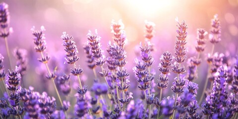 Obraz premium ラベンダー 花 植物