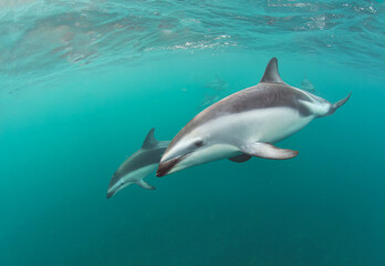 Fototapeta premium Delfin oscuro