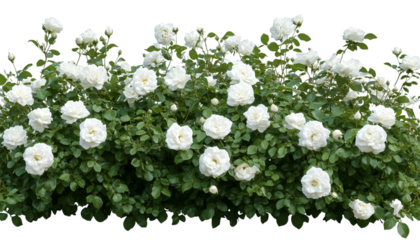 blooming white roses plant with green leaves png

