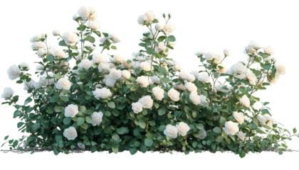 white rose bush full bloom isolated on white background

