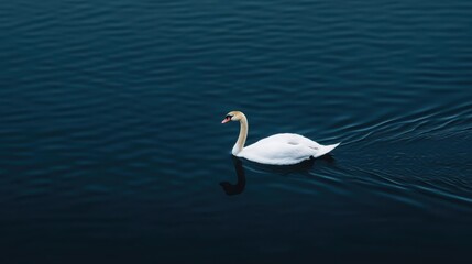 Fototapeta premium Majestic White Swan Gliding Smoothly on Calm Dark Water Surface