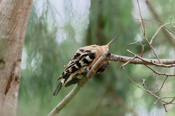 Common hoopoe on the branch