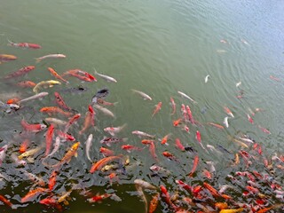 koi fish in pond