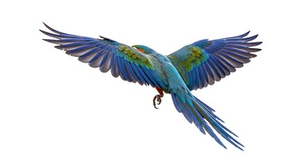 Fototapeta premium A macaw flying with outstretched wings, tropical feathers, white background