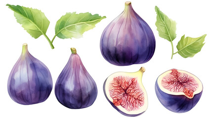 Exquisite Hand Drawn Watercolor Illustration of a Collection of Fresh Violet Figs