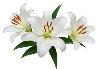 Fototapeta premium Arrangement of three white lilies with green leaves and orange tips isolated on white background
